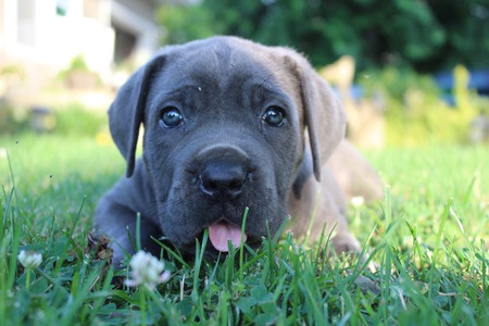 Entry image for Gracie . Clicking this image will show a larger photo