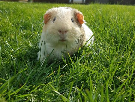 Entry image for Rubix. Clicking this image will show a larger photo