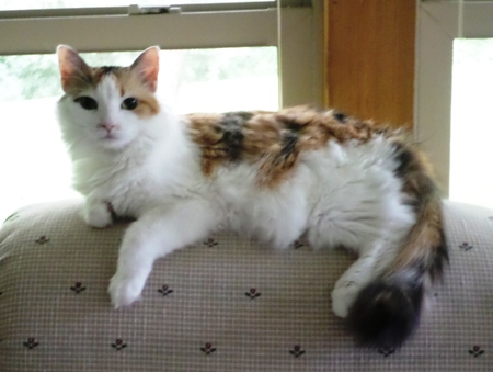 Entry image for Miss Boo. Clicking this image will show a larger photo