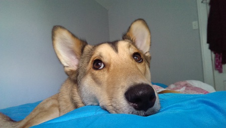 Entry image for Rollie. Clicking this image will show a larger photo