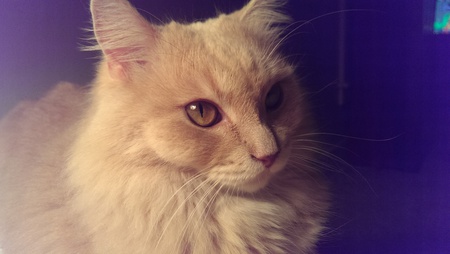 Entry image for Phyllis. Clicking this image will show a larger photo