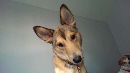 Entry image for Rollie & Ziva. Clicking this image will show a larger photo