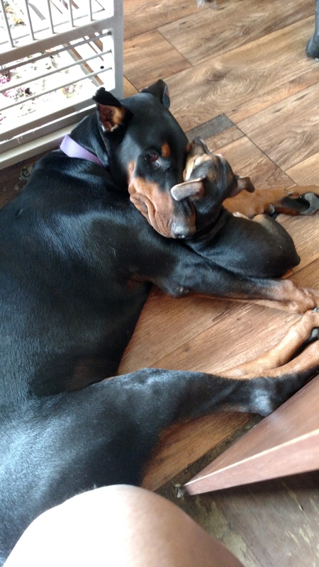 Entry image for Delmi and a foster Chiweenie. Clicking this image will show a larger photo