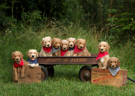 Entry image for Goldendoodle Puppies. Clicking this image will show a larger photo
