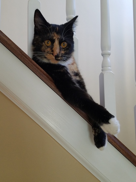 Entry image for Lilo. Clicking this image will show a larger photo