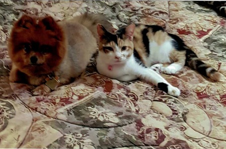 Entry image for Simba and Nala. Clicking this image will show a larger photo