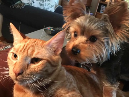 Entry image for OLIVER(DOG)  BAXTER(CAT). Clicking this image will show a larger photo