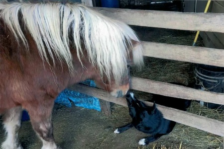 Entry image for Tippytoo and Sunny. Clicking this image will show a larger photo