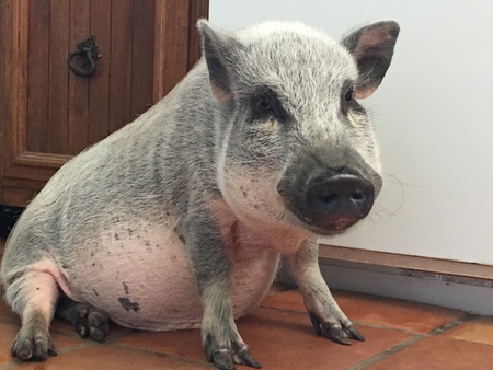 Entry image for Burley. Clicking this image will show a larger photo