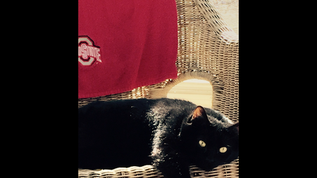 Entry image for Cleaver. Clicking this image will show a larger photo