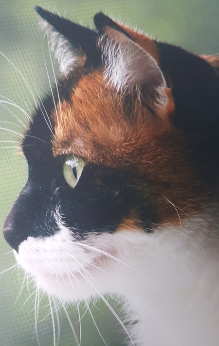 Entry image for Callie. Clicking this image will show a larger photo