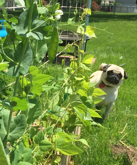 Entry image for Louie. Clicking this image will show a larger photo