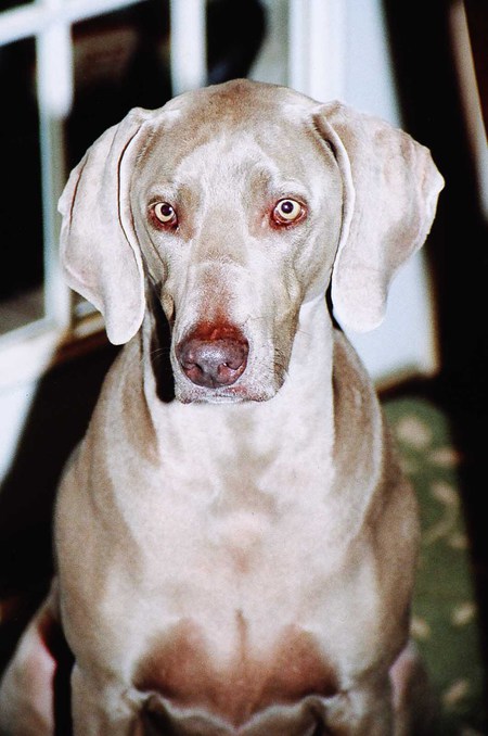 Entry image for Iris. Clicking this image will show a larger photo