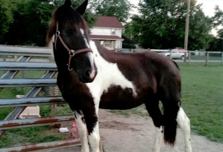 Entry image for Apache. Clicking this image will show a larger photo