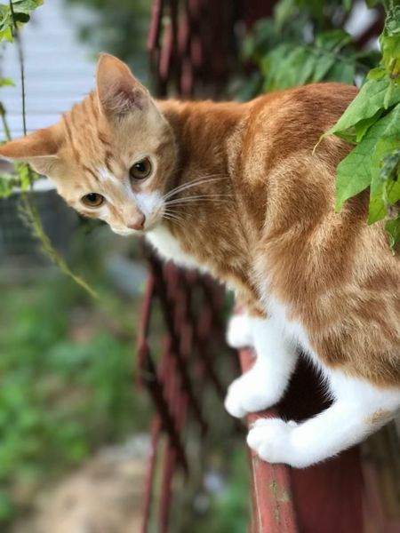 Entry image for Mr. Foxy. Clicking this image will show a larger photo