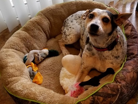 Entry image for Dog. Clicking this image will show a larger photo