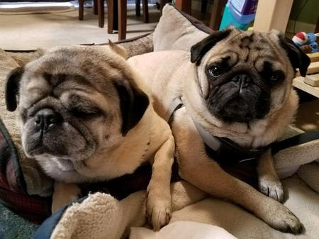 Bear and Wicket