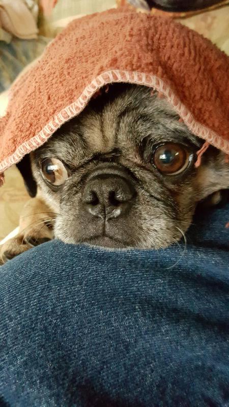 Pugsley Patrick Gargantinio