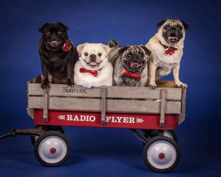 Olive Oyl, Popeye, Porky and Petunia