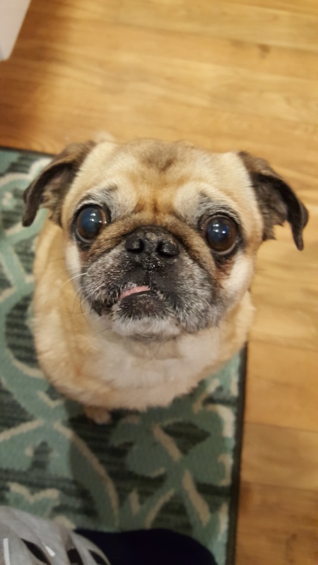 Iggy Pugzalea 