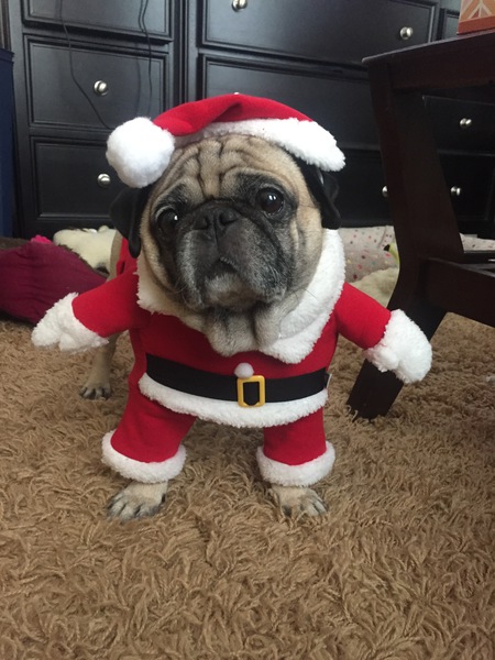 Louie