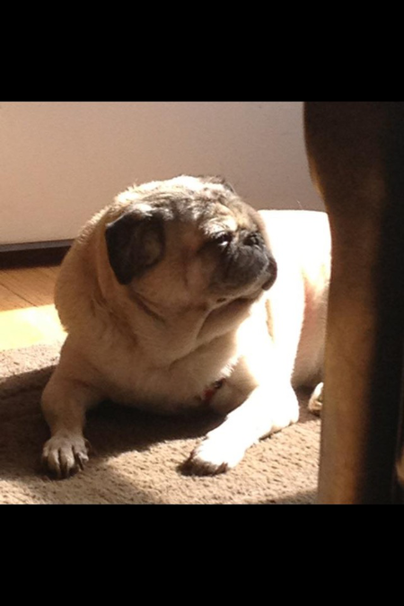 Pudgy