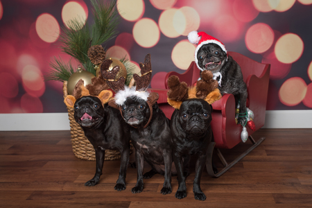 Gwen, Rocky, Faith, Stitch