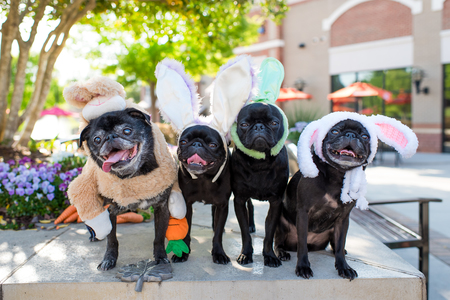Rocky, Gwen, Stitch, Faith