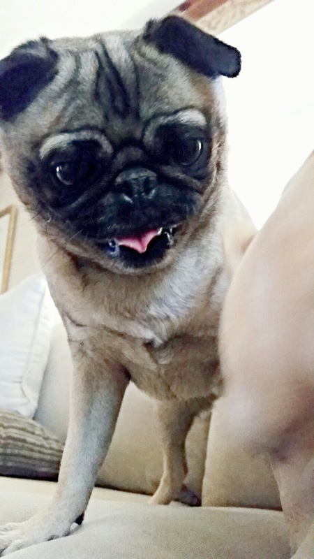 Mugsy Pug