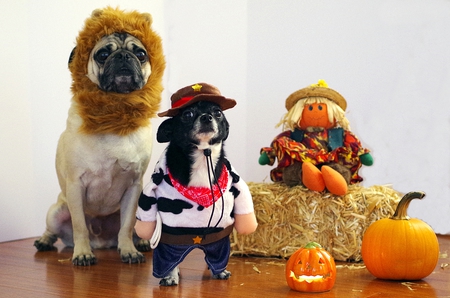 Boo Boo and his sidekick Oreo