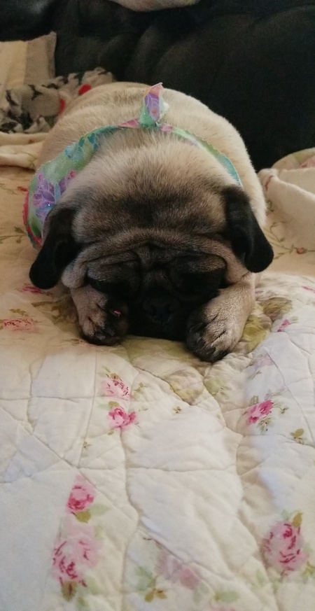 Gemma