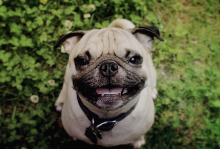 Frank