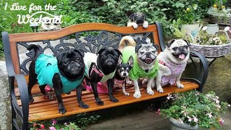 Lily, Cappy, Calli, Molly and Mandy 