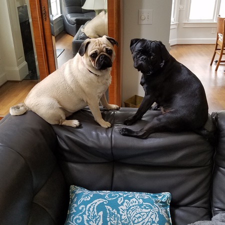 Chester & Lilly