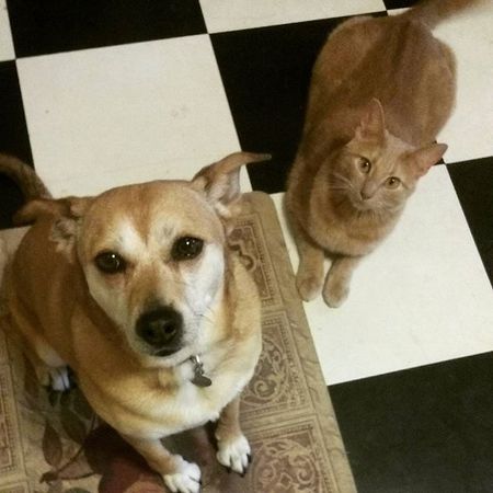 Daisy (dog) and Murray (cat)