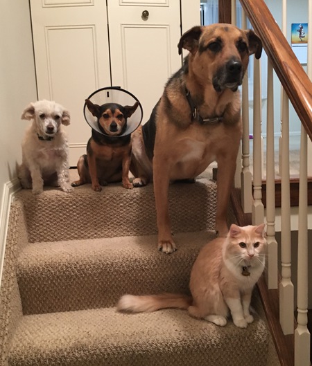 Ramsay, Titan, Shadow and Snickers 