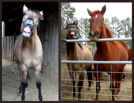 FRANCO,  DELILAH  &  CARLY