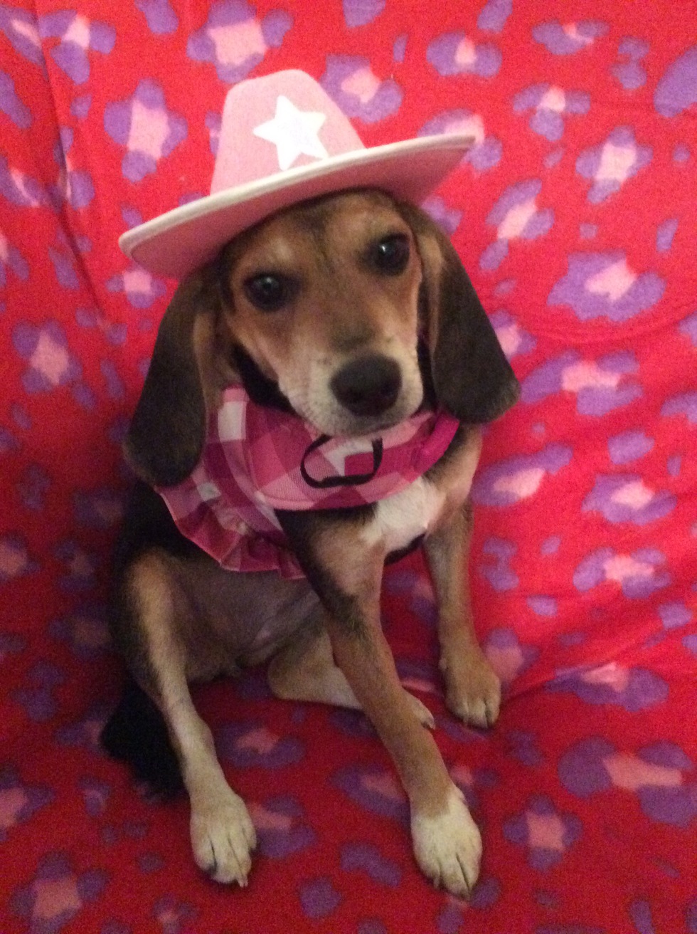 Humane Society Calendar Contest Humane Society Calendar Contest