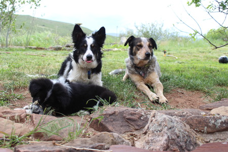 Sparky, Cammie and Scooter