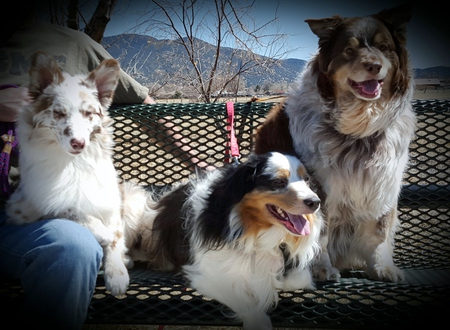 Lola, Gage, & Riley