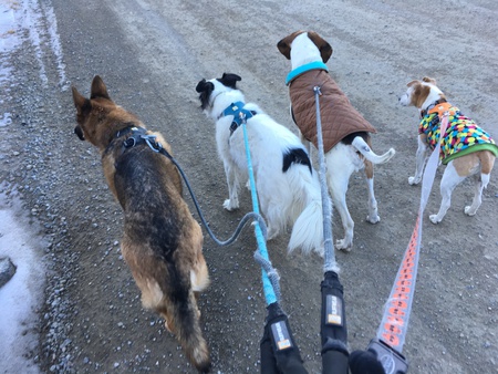 Left to right:  Murphy, Sadie, Charles, Milo 