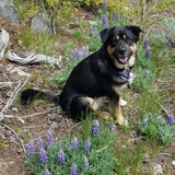 Entry image for Klover