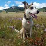 Entry image for Violet