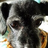 Entry image for Bart