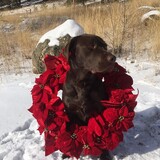 Entry image for Thor