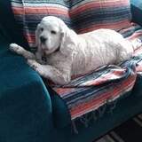 Entry image for Sarge 