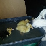 Entry image for Dally