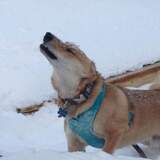 Entry image for Samuel Landon