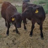 Entry image for Hershey and Cooper