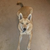 Entry image for Samuel Landon